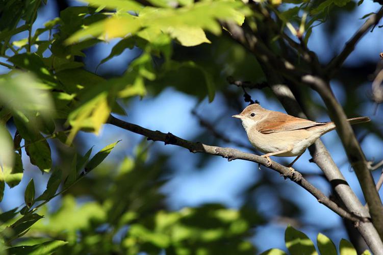 Fauvette grisette © Pascal Saulay - Parc national des Ecrins