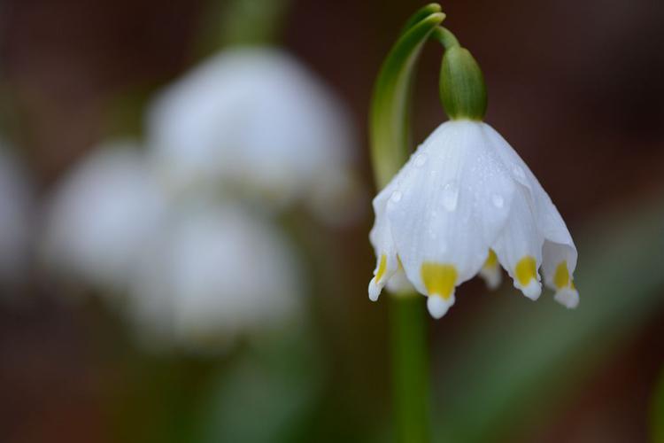 Nivéole de printemps, Nivéole printanière © Dominique Vincent - Parc national des Ecrins