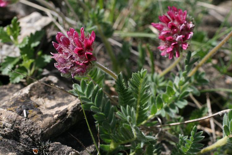 Anthyllide des montagnes © Marie-Geneviève Nicolas - Parc national des Ecrins