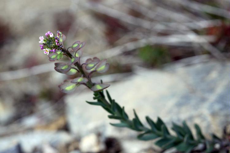 Aethionéme des rochers, Aéthionéma des rochers © Cédric Dentant - Parc national des Ecrins