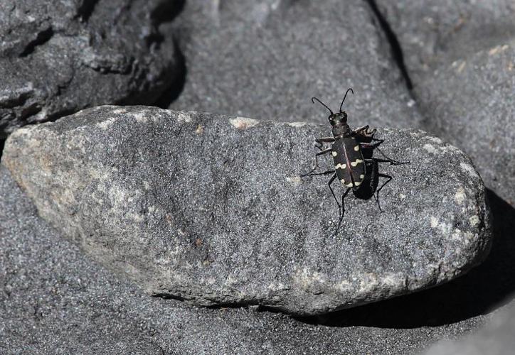 Cicindela hybrida © Marc Corail - Parc national des Ecrins