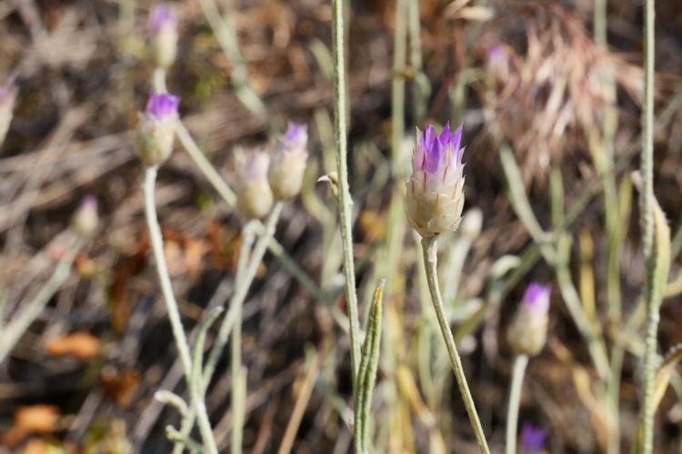 Immortelle à fleurs fermées © Marie-Geneviève Nicolas - Parc national des Ecrins