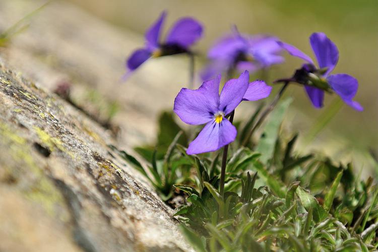 Pensée éperonnée © Mireille Coulon - Parc national des Ecrins