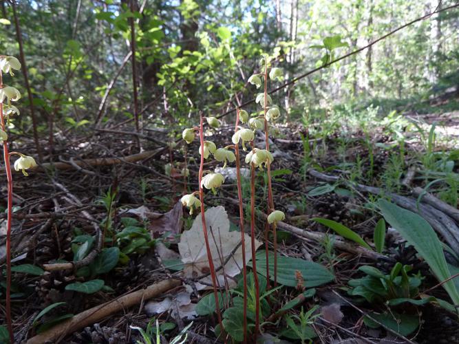 Pyrole verdâtre, Pyrole à fleurs verdâtres, Pirole à fleurs verdâtres © Marie-Geneviève Nicolas - Parc national des Ecrins