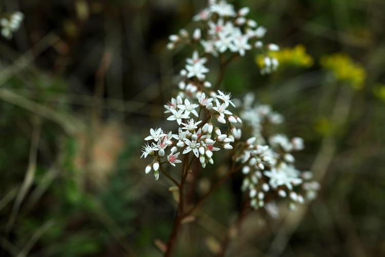 Orpin blanc © Cédric Dentant - Parc national des Ecrins