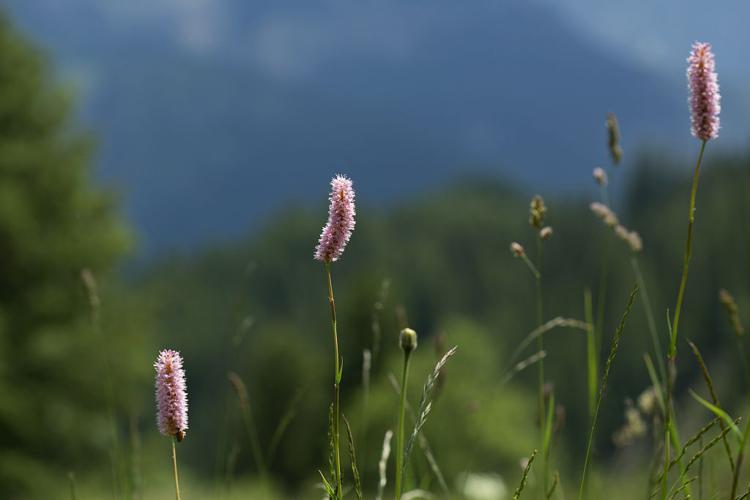 Langue de Bœuf © Thierry Maillet - Parc national des Ecrins