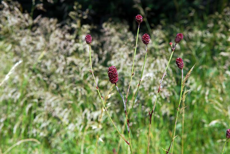 Grande pimprenelle, Sanguisorbe, Sanguisorbe officinale, Pimprenelle officinale © Olivier Warluzelle - Parc national des Ecrins