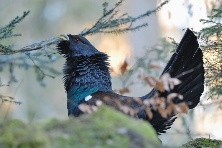 Grand tétras (coq) © Johann Rosset - RNN Haute Chaîne du Jura