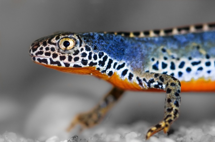 Triton alpestre © Joffrey Ever - RNN Haute Chaîne du Jura