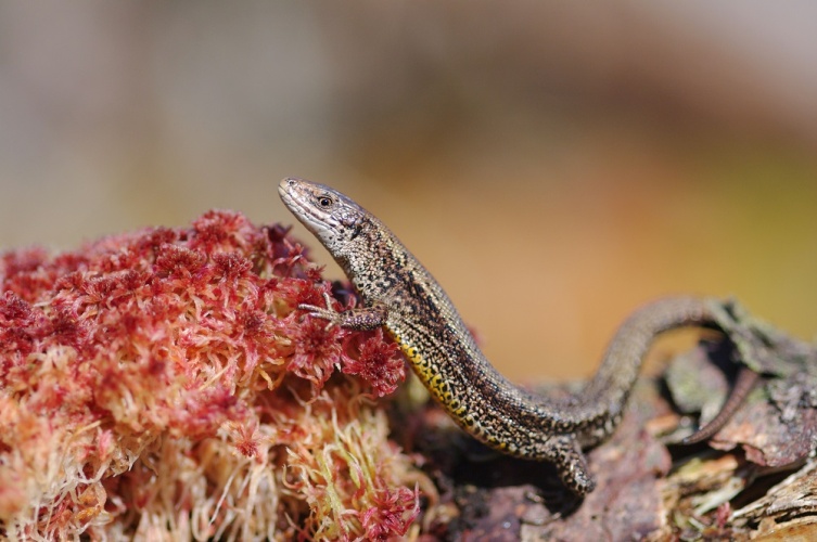 Lézard vivipare © Joffrey Ever - RNN Haute Chaîne du Jura