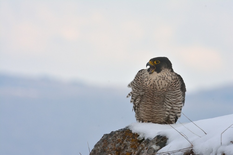 Faucon pèlerin adulte © Marceau Duraffourg - RNN Haute Chaîne du Jura