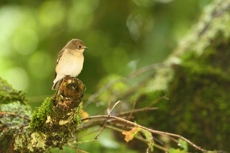 Gobemouche noir femelle © Johann Rosset - RNN Haute Chaîne du Jura