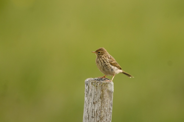 Pipit farlouse © Johann Rosset - RNN Haute Chaîne du Jura